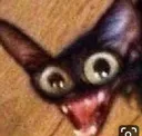 derp