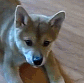 dog_bite Discord emoji