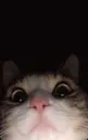 Cat What catwhat Discord Emoji