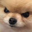 cutiepie Discord emoji