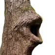 LogChamp