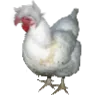 0chicken 0chicken