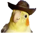 yeehawk