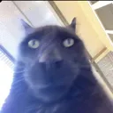 BruhCat