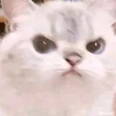 CatMad