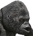 pog pog