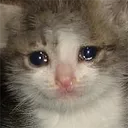 cryCat
