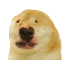 dug