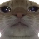 sadcat sadcat