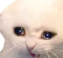 Tsadcat