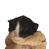 Gato_Burrito