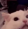 AngryCat AngryCat