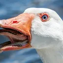 goosehiss