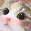 kittydonottake kittydonottake
