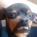 Sobakaew Discord emoji