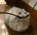 catcablemunch