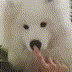 dognose