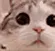 cateyes