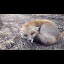 Foxboop Discord Emoji