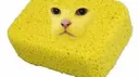 spongekat