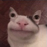 D7_AlienCat Discord emoji
