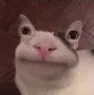 D7_AlienCat