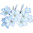 9i_flowers