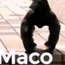 MACO
