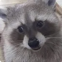 raccoon3 raccoon3
