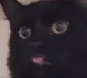 KittyBlep