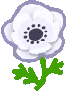 fleur_anemone_rainbow