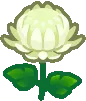 fleur_chrysantheme_rainbow