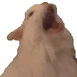 Cat_aaaa