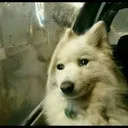 9ACOSP_emodog