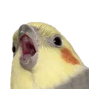 birdSCREAM