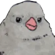 cawCAW