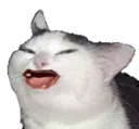 k_Cat_Kek k_Cat_Kek
