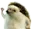 Hedgehog_wave