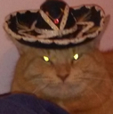 Kitty_Stare_LP