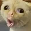 kittyuhuk Discord emoji
