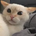 SCwhatdidyousay