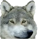 AufWolf