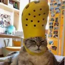 Croccat croccat Discord Emoji