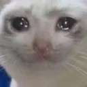 catCry