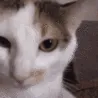CATjam