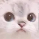 uwu