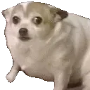 D7_WtfDog