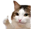 ABCokcat2