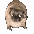 vibepug