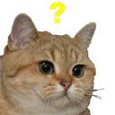confusedcat